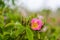 Blossom pink wildrose