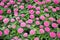 Blossom Pink Zinnia.