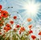 Blossom poppies flowers on blue sky background