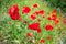 Blossom poppy flowers