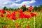 Blossom poppy flowers