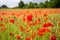 Blossom poppy flowers