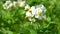 Blossom of Potato, Solanum tuberosum