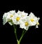 Blossom of the potatoes on dark background