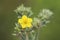 Blossom of a Potentilla argentea, a cinquefoils species