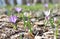 Blossom of pretty wild crocus