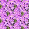 Blossom primula background. Floral spring primrose. Seamless texture of flowers. Seamless floral pattern. Closeup of blooming spri