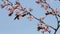 blossom Prunus cerasifera (Blutpflaume)