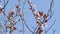 Blossom, Prunus cerasifera (Blutpflaume) against blue sky