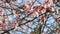 Blossom, Prunus cerasifera (Blutpflaume); flowers in springtime