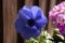 Blossom purple blue anemone single flowers in focus, violet ornamental anemone flower