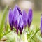 Blossom of purple crocus in spring, flowerbed of crocus