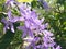 Blossom purple flower of Sandpaper vine, Petrea volubilis L.