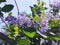 Blossom purple flower of Sandpaper vine, Petrea volubilis L.