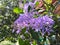 Blossom purple flower of Sandpaper vine, Petrea volubilis L.