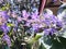 Blossom purple flower of Sandpaper vine, Petrea volubilis L.