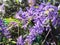 Blossom purple flower of Sandpaper vine, Petrea volubilis L.