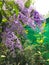 Blossom purple flower of Sandpaper vine, Queens Wreath, Purple Wreath