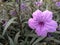 Blossom purple flower of Waterkanon, Watrakanu, Minnieroot
