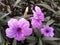 Blossom purple flower of Waterkanon, Watrakanu, Minnieroot