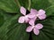 Blossom purple flowers on green leaves background of Herbaceous plant of Peacock ginger, Resurrection lily, Peacock plant