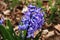 Blossom purple hyacinth in Toronto Sacura High Park