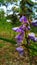 Blossom purple jicama flower