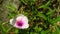 Blossom purple kale flower