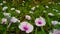 Blossom purple kale flower