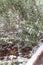 Blossom purple rosemary flower cultivated in raised bed under freezing snow near Dallas, Texas, USA