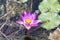 Blossom purple water lily, Nymphaea nouchali