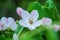 Blossom of quince in late spring