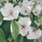 Blossom of quince in spring, Cydonia oblonga