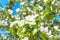 Blossom quince tree with white flowers