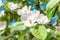 Blossom quince tree with white flowers