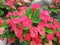 Blossom red flowers of Crown of thorns plant, Christ thorn, Euphorbia milii desmoul