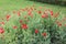 Blossom of red flowers in the state of Madhya Pradesh in India