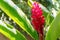 blossom red ginger flower with leaves on nature background. Alpinia purpurata Vielle. Schum on tree