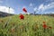 Blossom Red Poppies in Ironbridge, UK