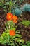 Blossom red poppy, poppy bush with three flowers in nature