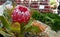 Blossom of a red protea, also called king protea, protea cynaroides between fruits and vegetables at a market in Portugal