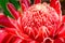 Blossom red Torch Ginger flower