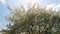 Blossom in a Residential Suburban Neighborhood in the City during a vibrant springtime day. Wide shot