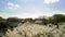 Blossom in a Residential Suburban Neighborhood in the City during a vibrant springtime day. wide shot