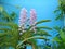 Blossom Rhynchostylis coelestis, Blue Foxtail tropical orchid flower bouquet