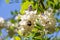 Blossom of Robinia pseudoacacia, the false acacia, is a species of the genus Robinia in the family Fabaceae. Native to the eastern