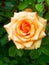 Blossom rose