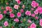 Blossom rose, beautiful fresh bush with pink garden rose flowers. Blooming spray rose, many inflorescences nature background