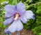 Blossom of a Rose of Sharon