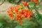 Blossom Royal Poinciana or Flamboyant Delonix regia flowers